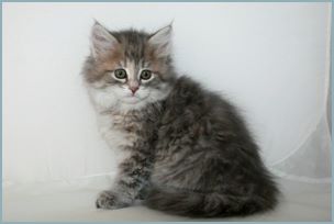 Female Siberian Kitten from Deedlebug Siberians